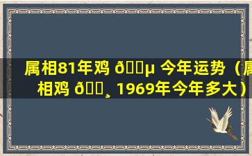 属相81年鸡 🌵 今年运势（属相鸡 🌸 1969年今年多大）